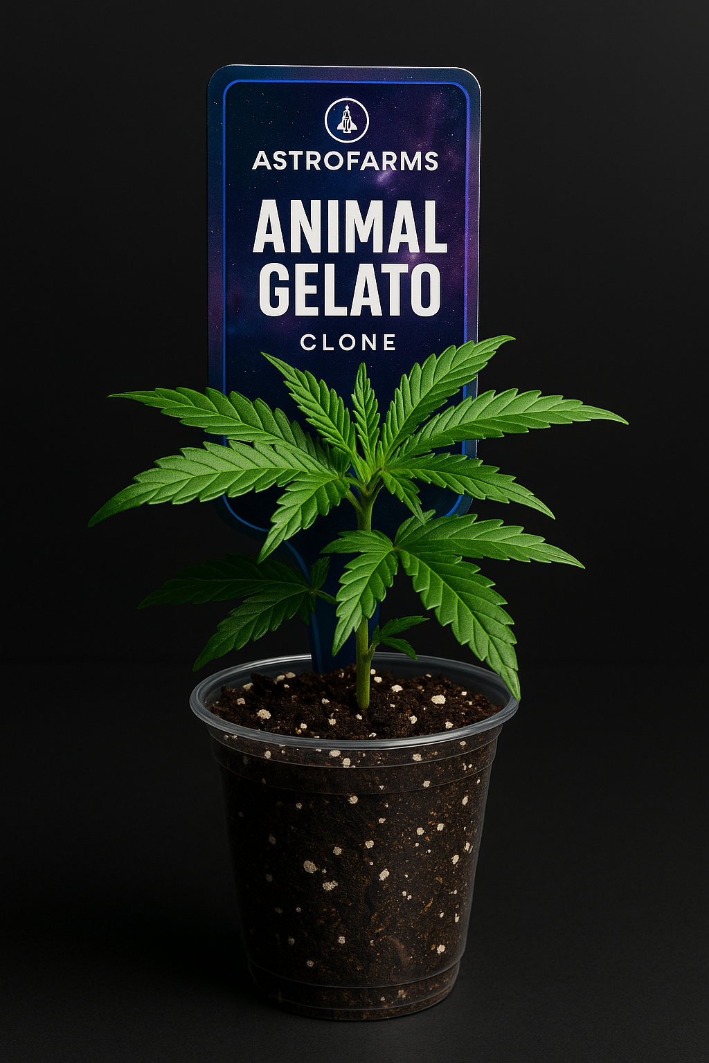 Animal Gelato Clone